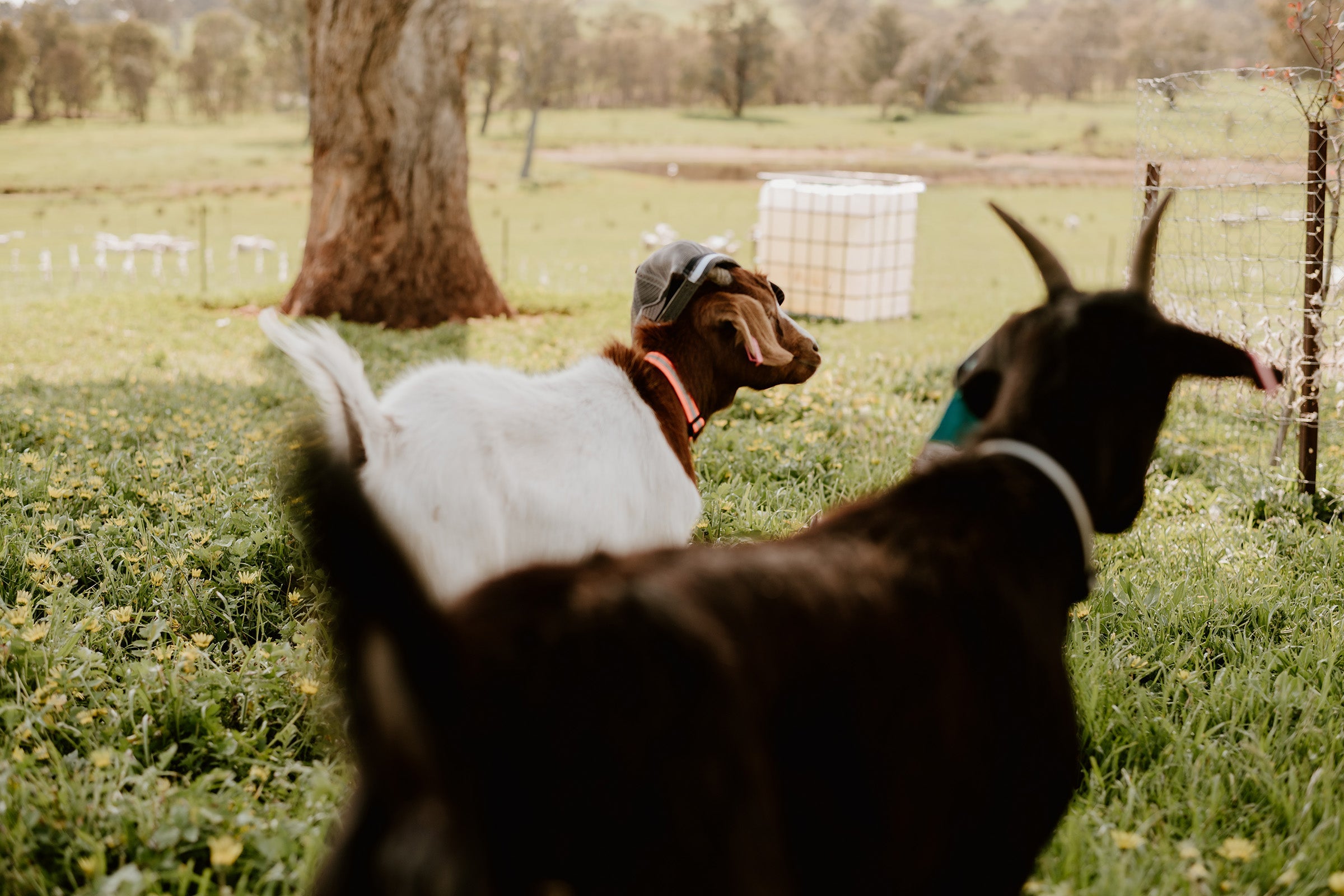 Subscribe to Thrive!