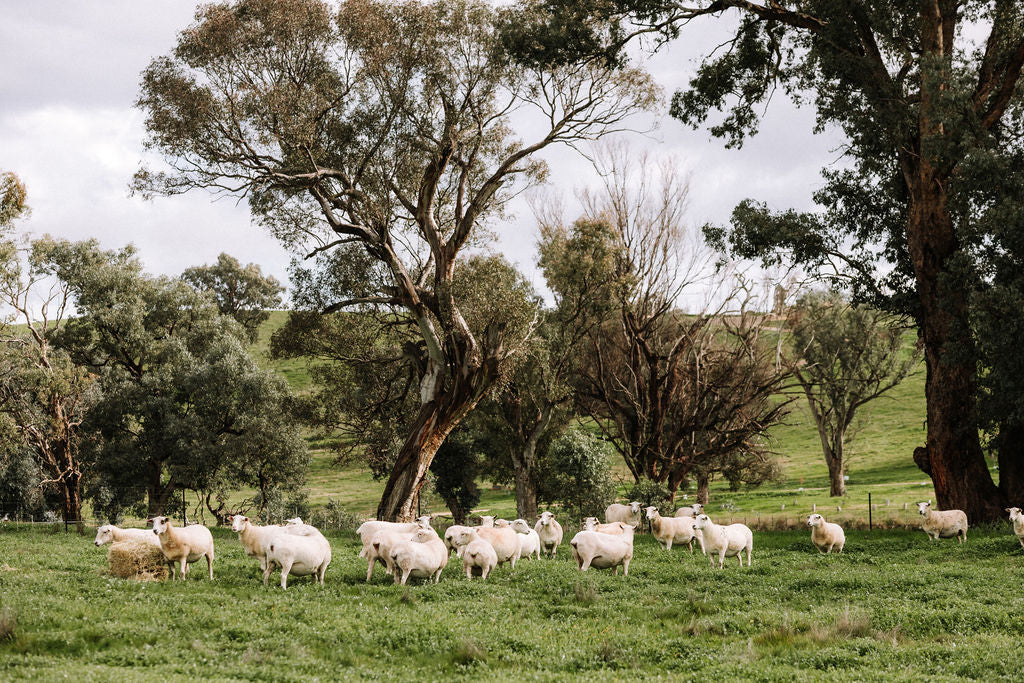 Spring has Sprung at Pastoral Lane in 2026'