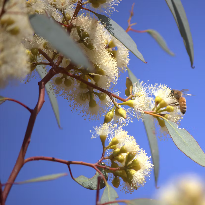 Giant Mallee Raw Honey