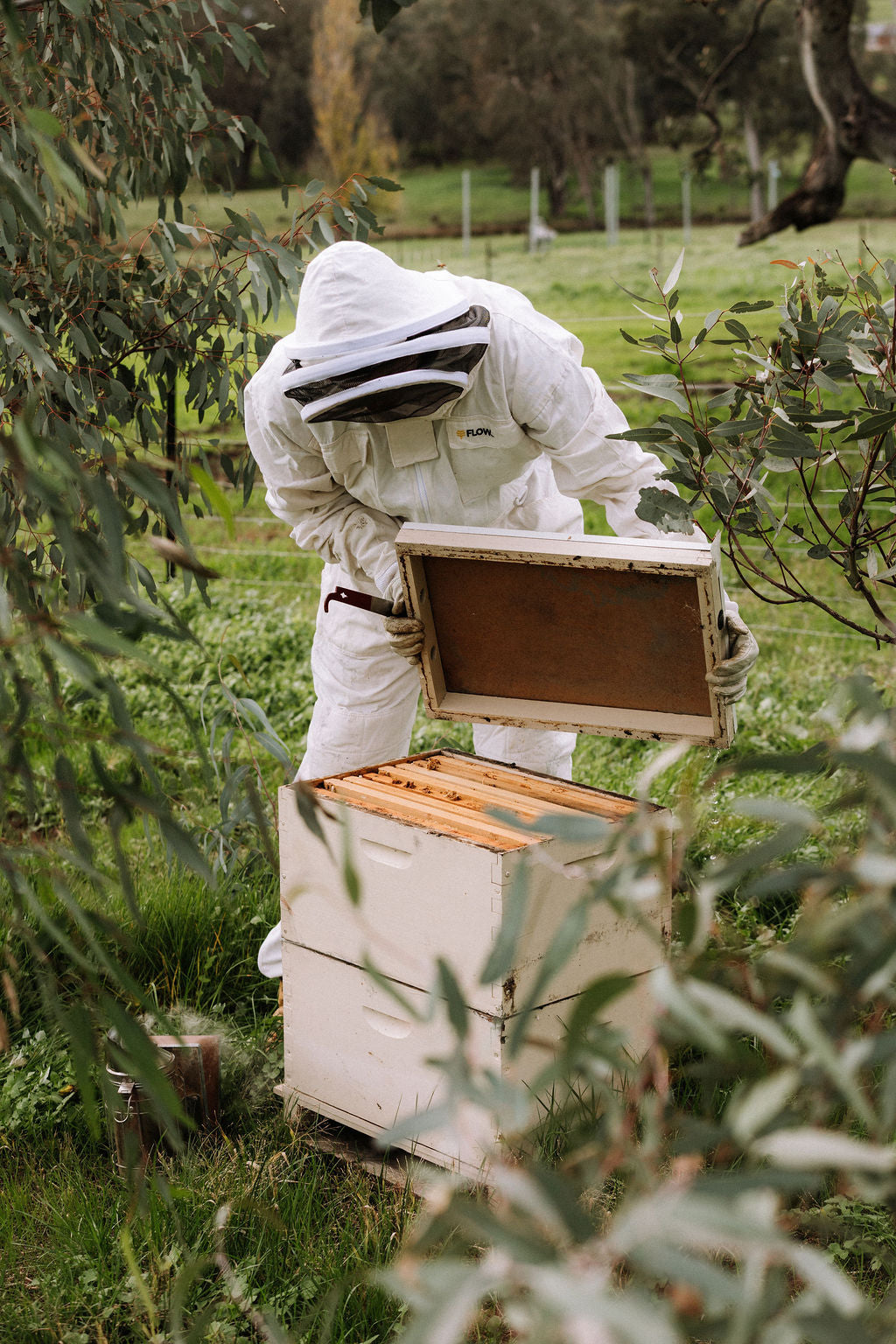 From the Hive