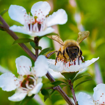 A close-up nature photograph of a honeybee pollinating white blossoms on a green leafy branch.